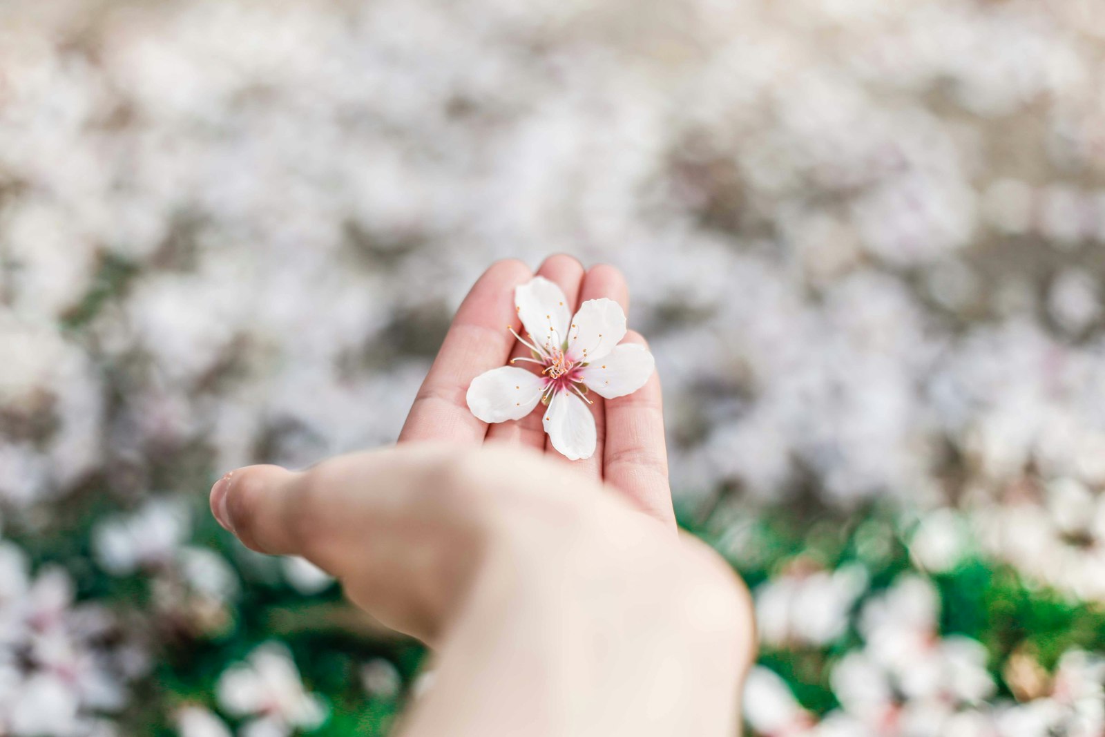 A child's hand holding a small white blossom, representing a gentle, whole-child approach to pediatric care